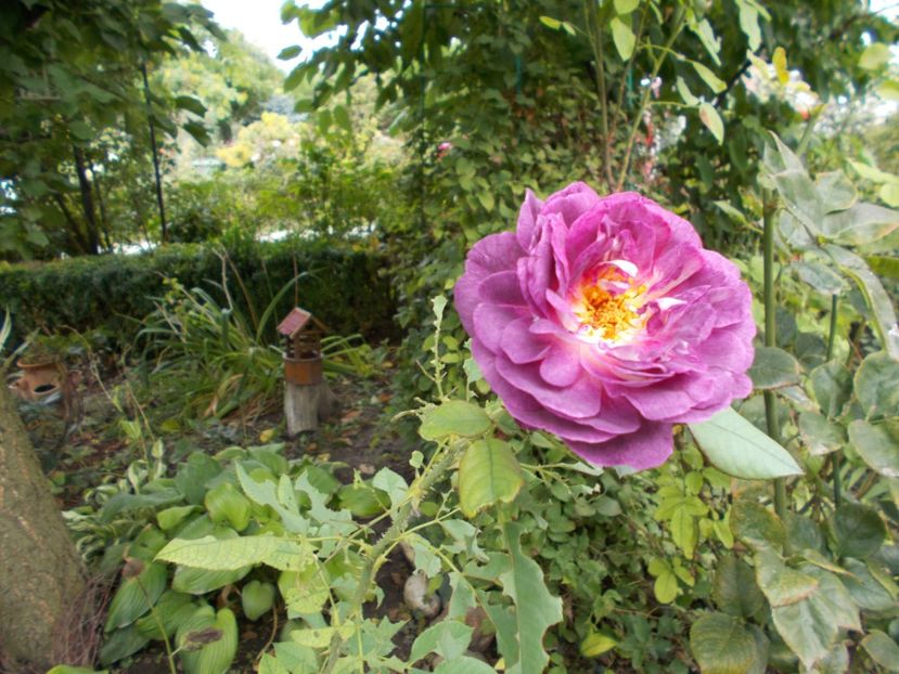  - Flori si trandafiri 2019c- 3