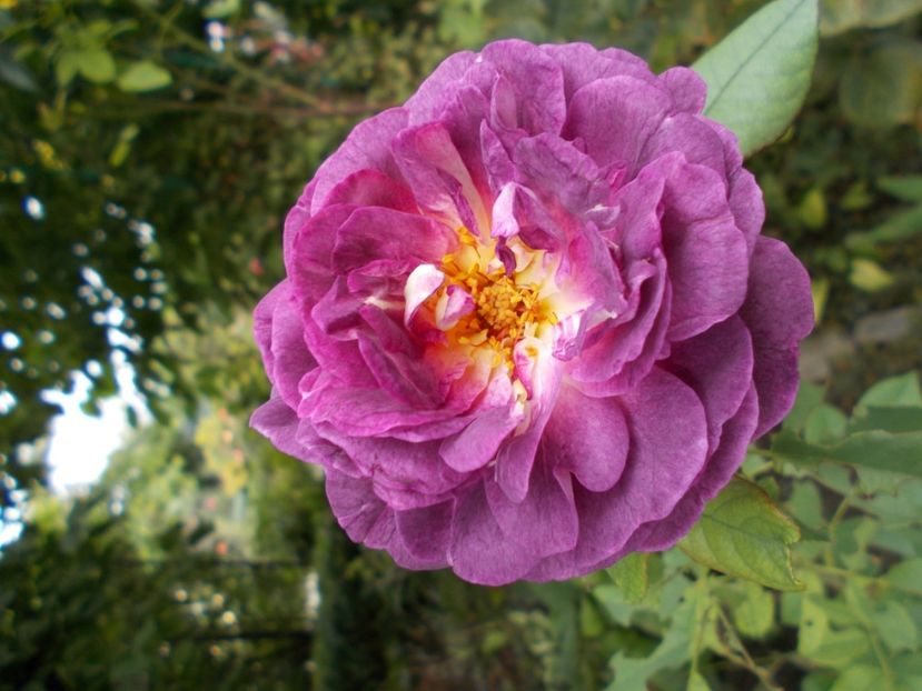  - Flori si trandafiri 2019c- 3