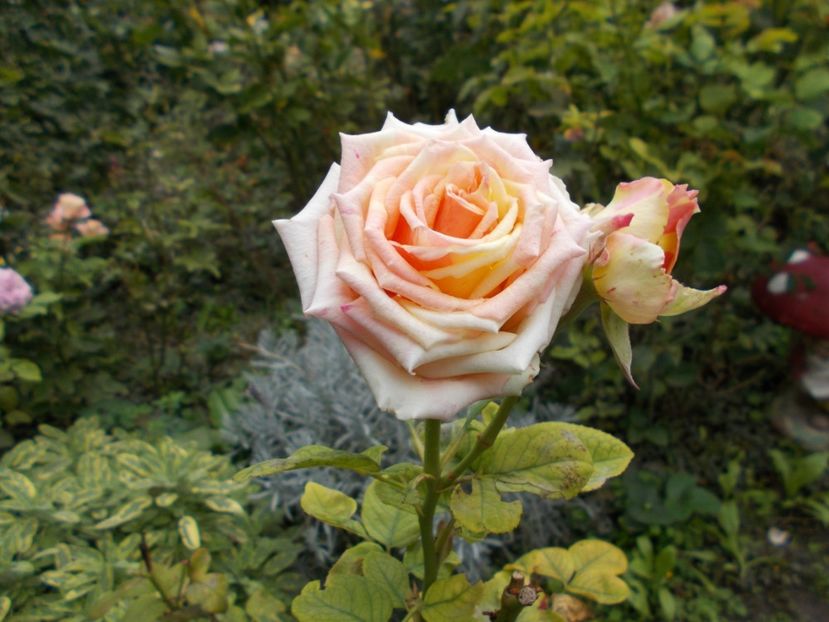  - Flori si trandafiri 2019c- 3