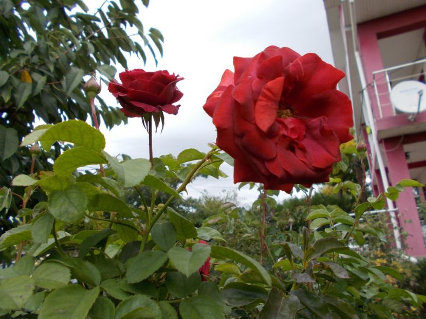  - Flori si trandafiri 2019c- 3