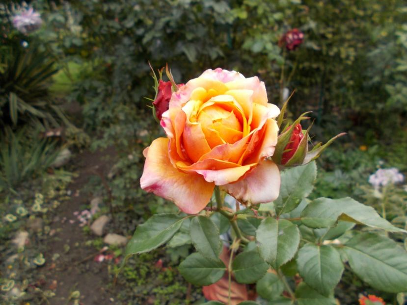  - Flori si trandafiri 2019c- 3