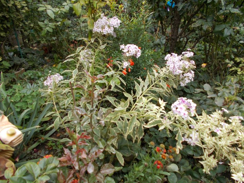  - Flori si trandafiri 2019c- 3