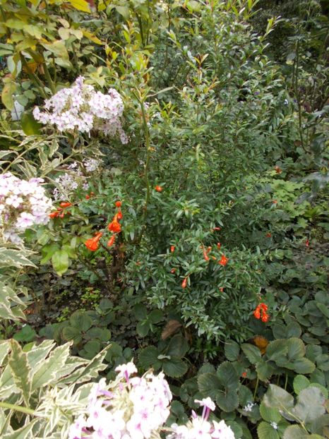  - Flori si trandafiri 2019c- 3