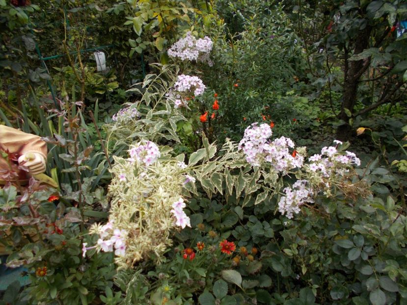  - Flori si trandafiri 2019c- 3