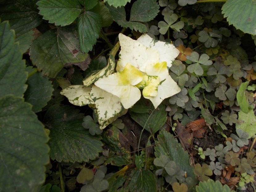  - Flori si trandafiri 2019c- 3