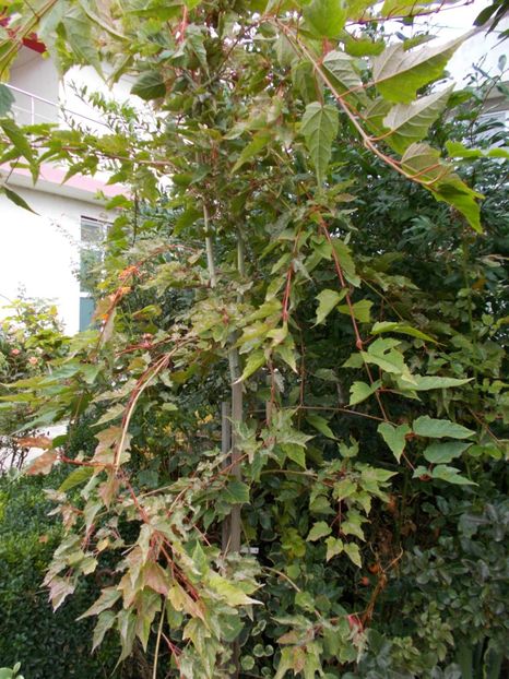  - Flori si trandafiri 2019c- 3