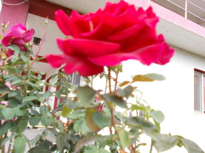  - Flori si trandafiri 2019c- 3