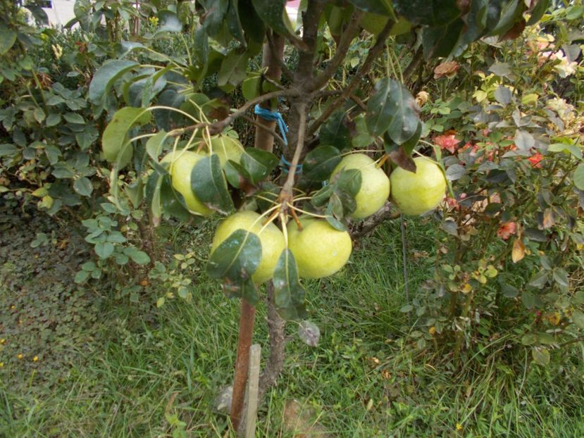  - Flori si trandafiri 2019c- 3