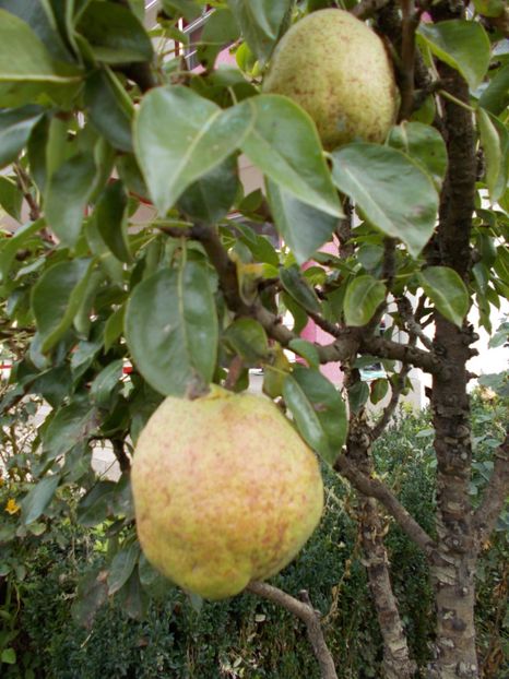  - Flori si trandafiri 2019c- 3