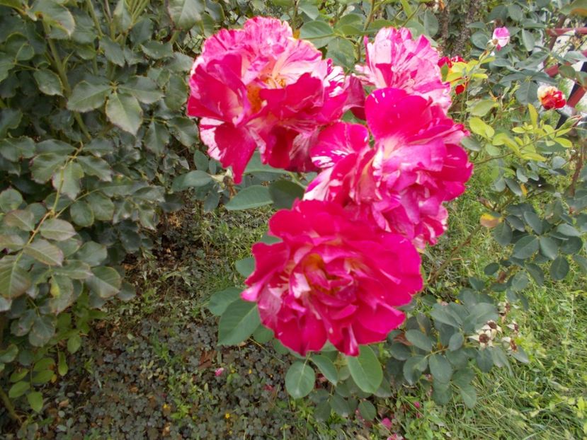  - Flori si trandafiri 2019c- 3