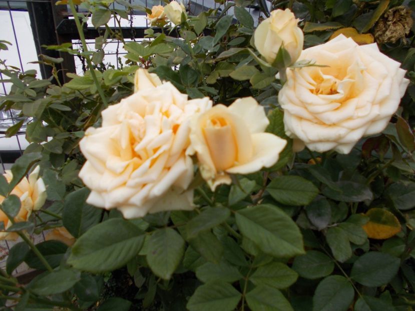  - Flori si trandafiri 2019c- 3