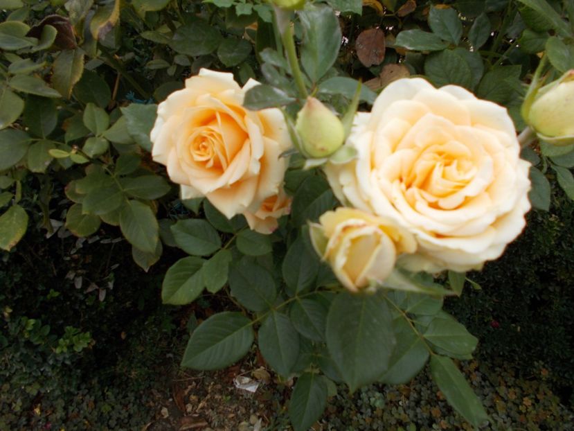  - Flori si trandafiri 2019c- 3