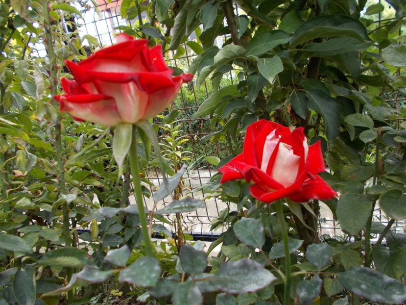  - Flori si trandafiri 2019c- 3