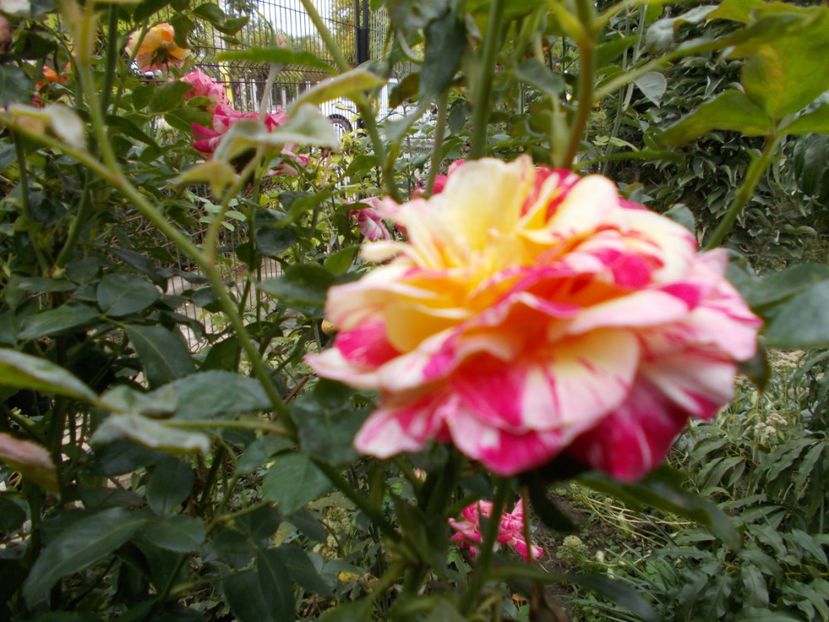  - Flori si trandafiri 2019c- 3