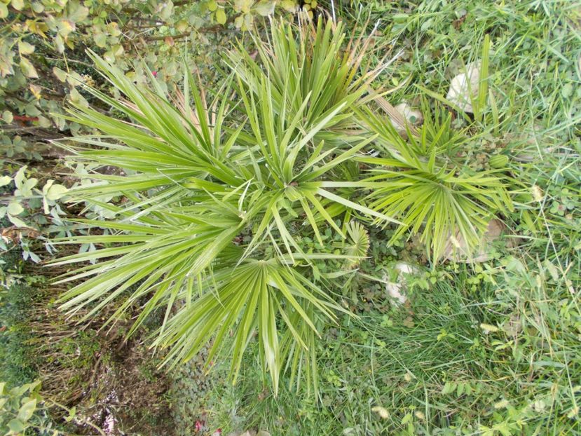  - Flori si trandafiri 2019c- 3