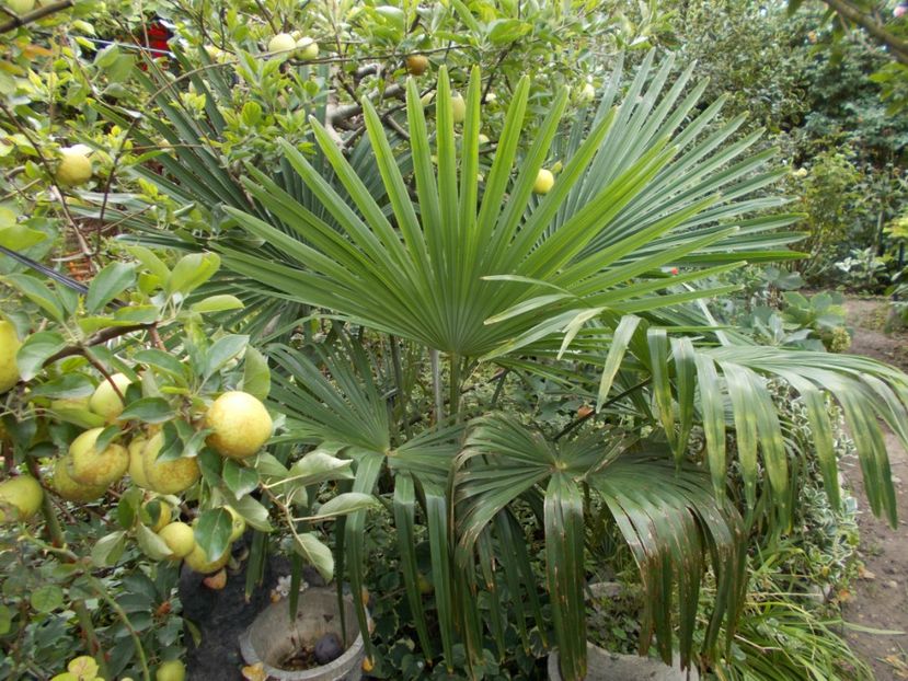  - Flori si trandafiri 2019c- 3