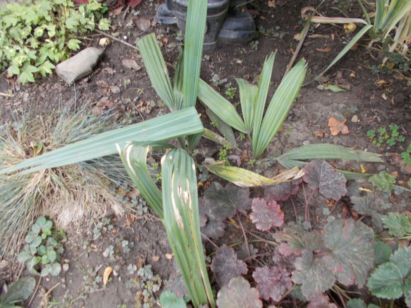  - Flori si trandafiri 2019c- 3