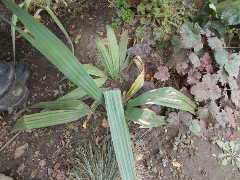  - Flori si trandafiri 2019c- 3