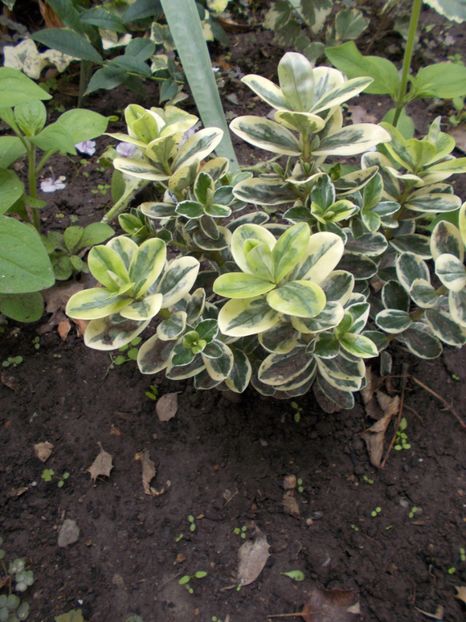  - Flori si trandafiri 2019c- 3