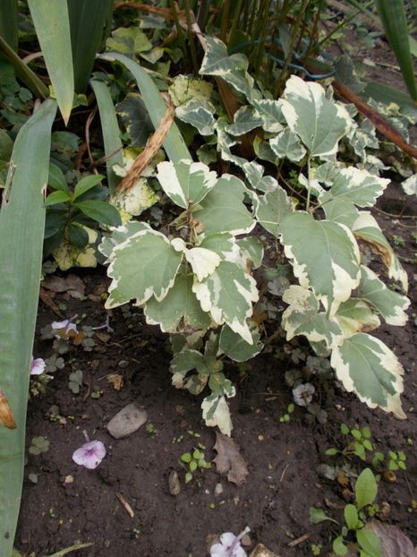  - Flori si trandafiri 2019c- 3