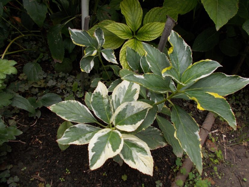  - Flori si trandafiri 2019c- 3