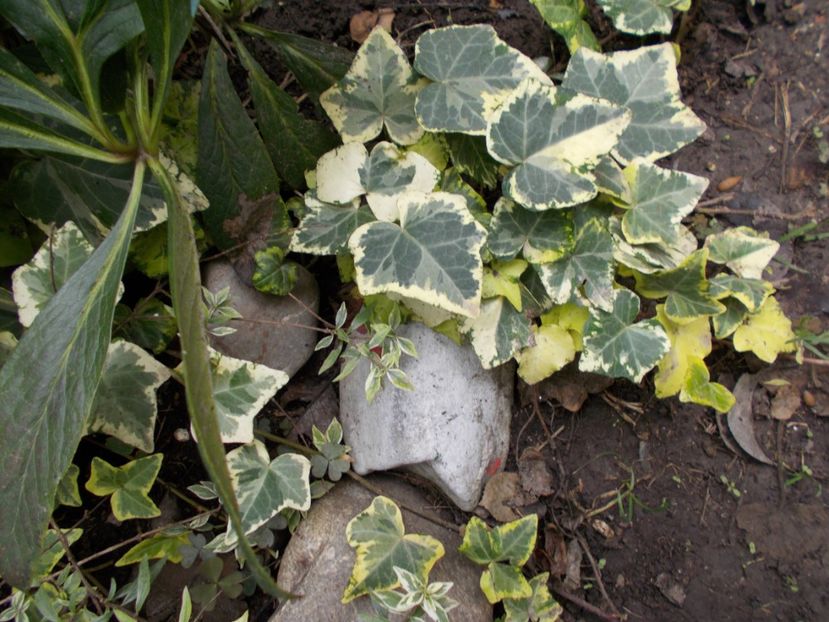  - Flori si trandafiri 2019c- 3