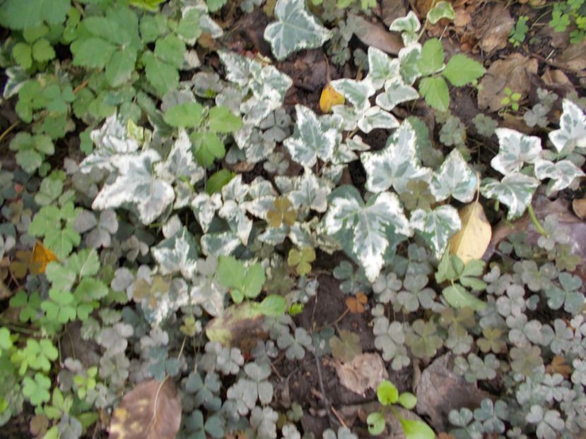  - Flori si trandafiri 2019c- 3