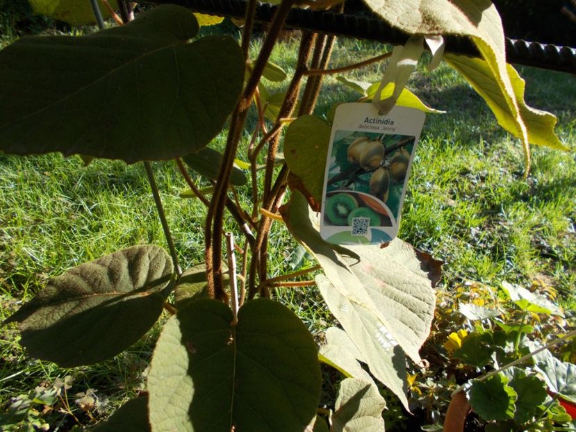  - Flori si trandafiri 2019c- 3