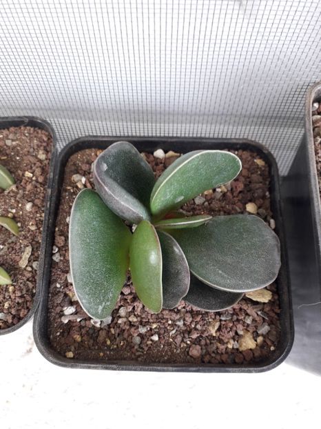 Adromischus montium klinghardtii - Suculente