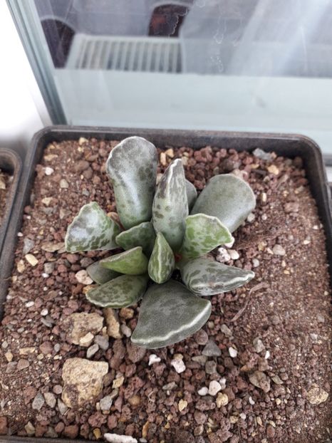 Adromischus cooperii - Suculente