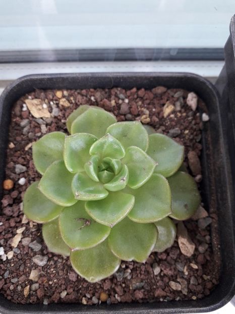 Echeveria sp. - Suculente