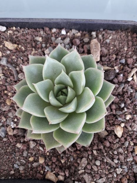 Echeveria sp - Suculente