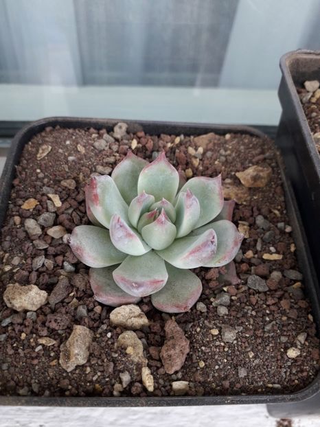 Echeveria sp - Suculente