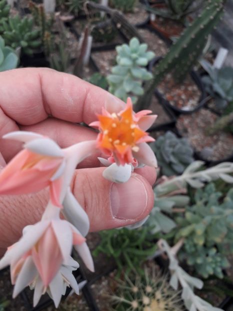 Echeveria runyonii floare - Suculente