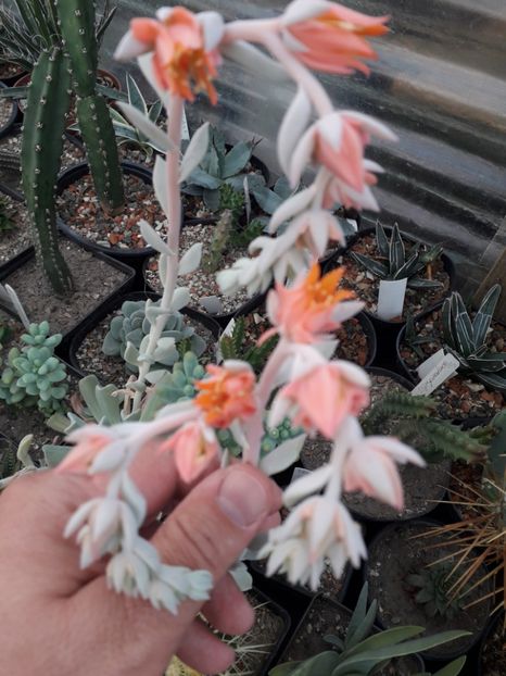 Echeveria runyonii - Suculente