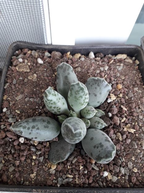 Adromischus cooperii - Suculente