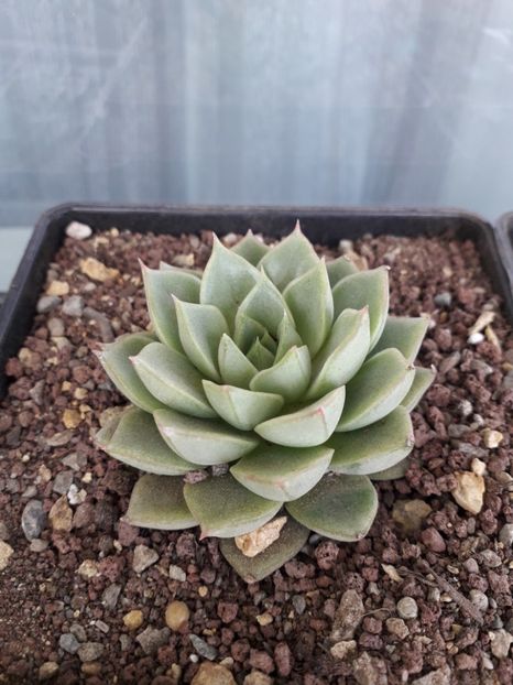 Echeveria sp - Suculente