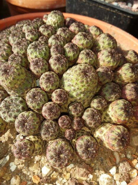  - cactusi 2019