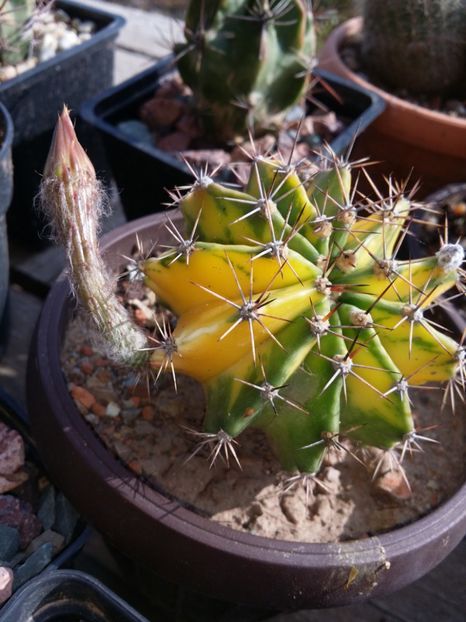  - cactusi 2019