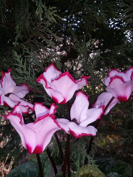  - curtea cu toate cele 2019