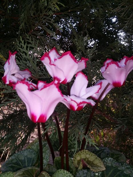  - curtea cu toate cele 2019