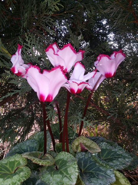  - curtea cu toate cele 2019