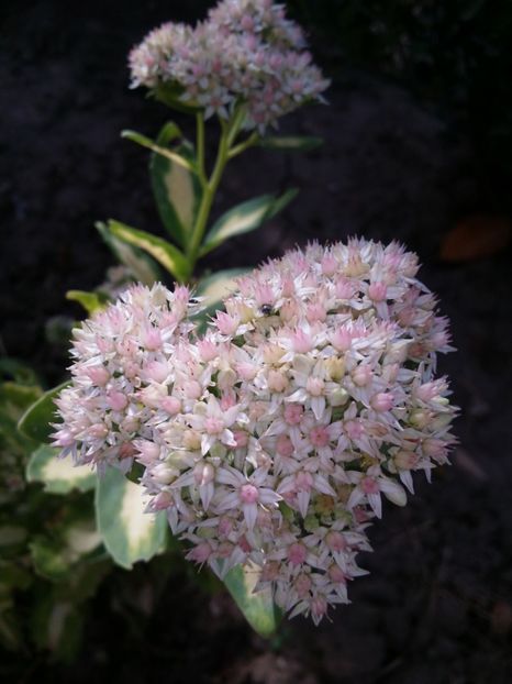  - curtea cu toate cele 2019