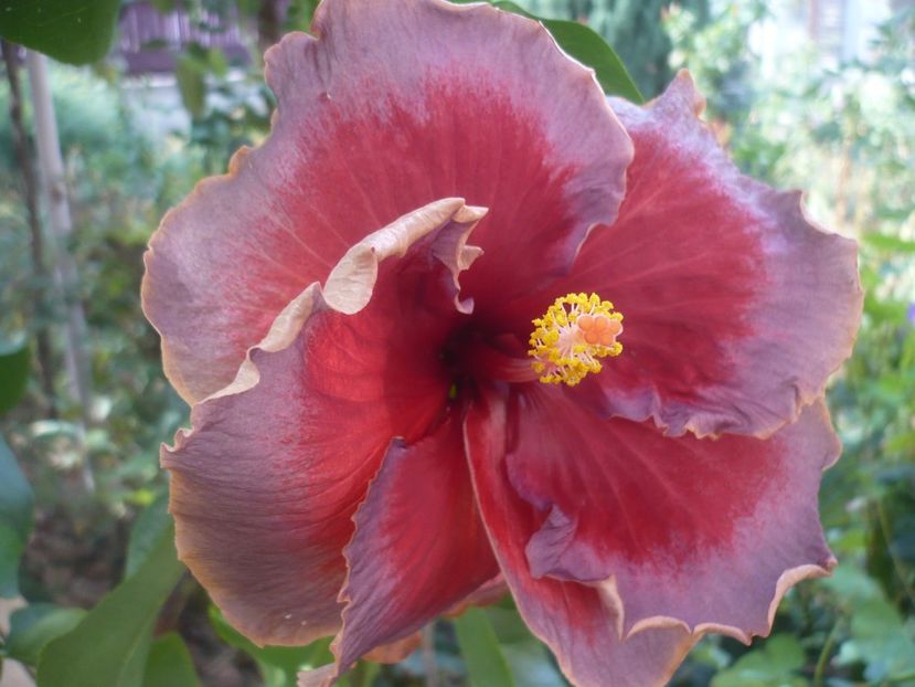 P1430072 - DPs Aloha Ocean