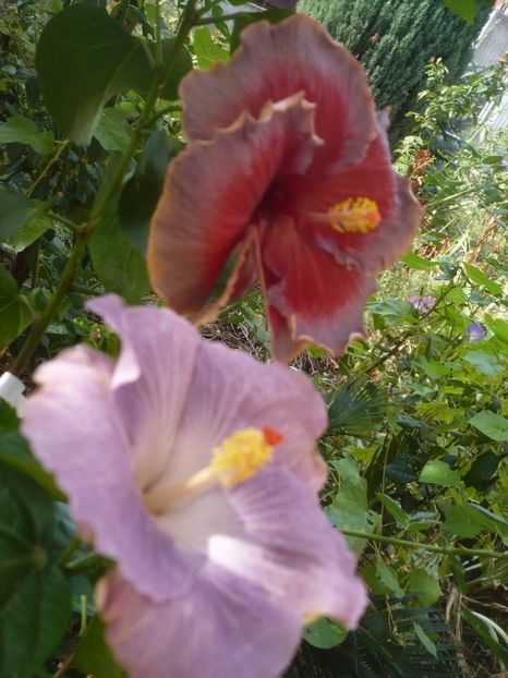 P1430078 - DPs Aloha Ocean