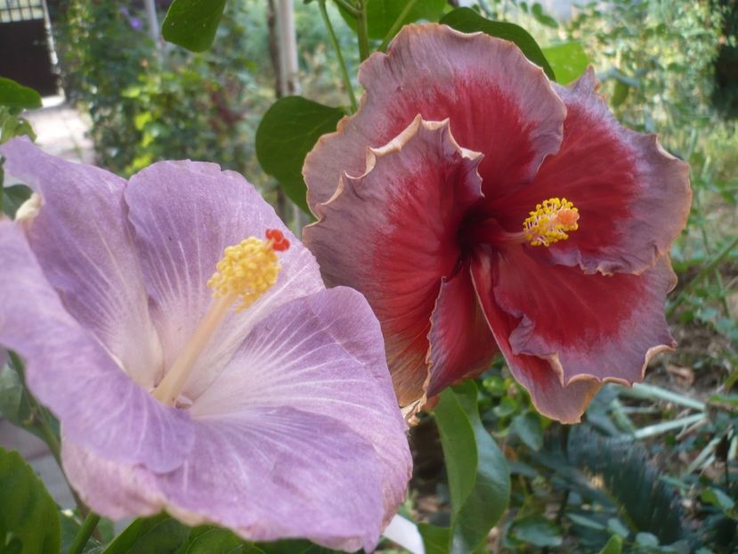 P1430079 - DPs Aloha Ocean