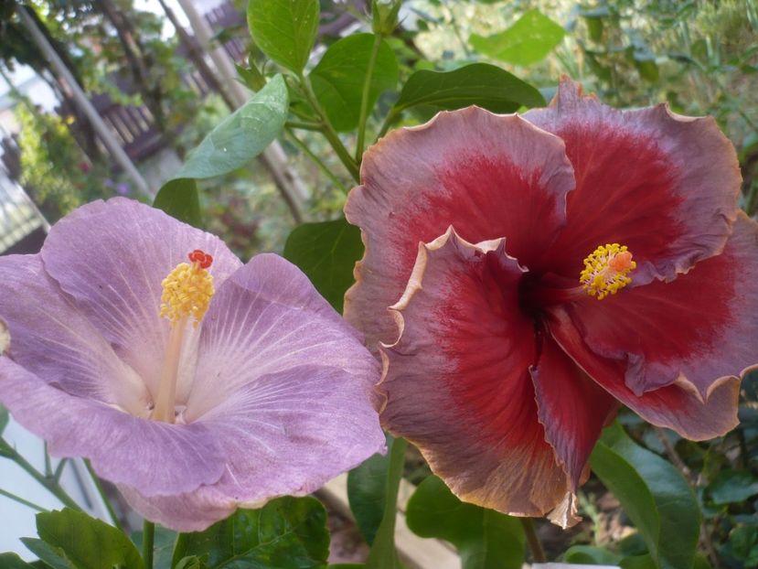 P1430080 - DPs Aloha Ocean