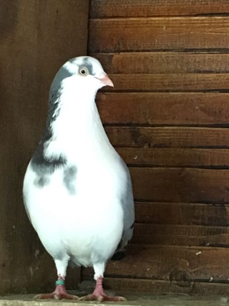 Balaurul - 3 Jucatori de Galați 2019