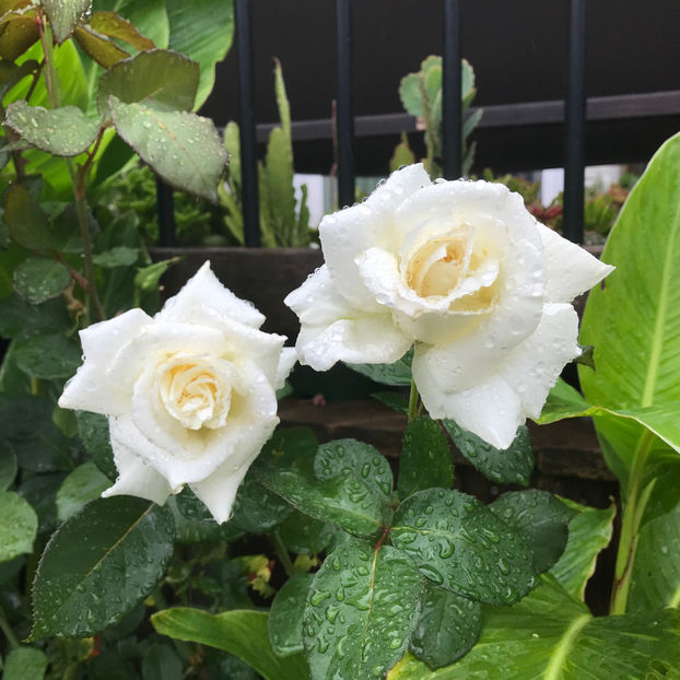  - Jurnalul gradinii 2019