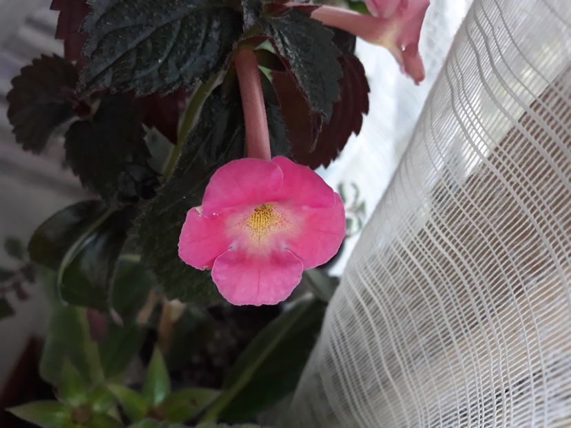  - Achimenes 2019